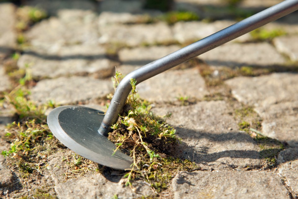 Krumpholz Gartendisk (Unkrautmesser) mit Eschengriff